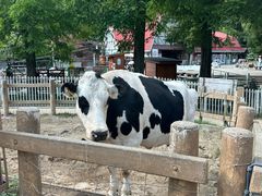 -神户市立六甲山牧场