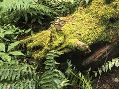 -五营红松林海景区