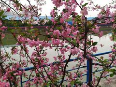 -高东镇樱花园