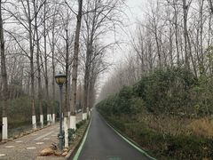 -合肥滨湖国家森林公园