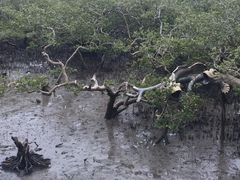 -北海金海湾红树林生态旅游区