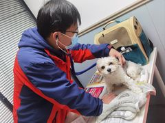 -伟伟宠物医院·CT影像中心·瑞派犬猫综合性门诊(汉口总院)