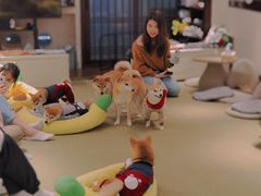 -逗柴咖啡屋·狗咖猫咖宠物桌游