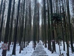 -武陵山森林公园