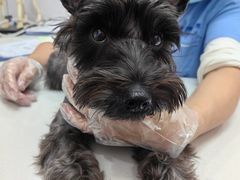 -博特宠物医院24h犬猫全科.骨科·异宠