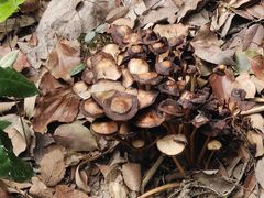 -上海佘山国家森林公园天马山园