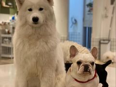 -和它·交个朋友·狗咖猫咖(爱琴海店)