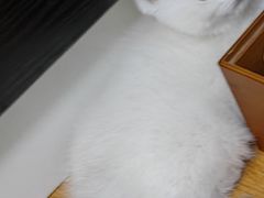 -猫十亿·布偶金渐层·曼基康矮脚猫舍(青年路店)