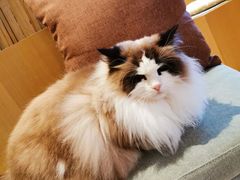 -CAT’S MEWSTAR CAFE·喵星球猫屋(晴湾咖啡店)