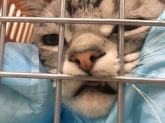 -伟伟宠物医院·CT影像中心·瑞派犬猫综合性门诊(汉口总院)