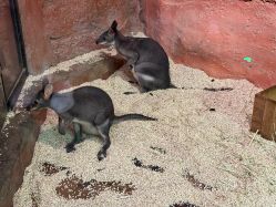 -Zoolung Zoolung动物主题公园(海信广场店)