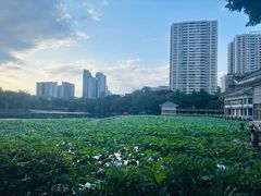 -荔湾湖公园