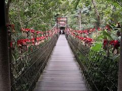 -呀诺达热带雨林