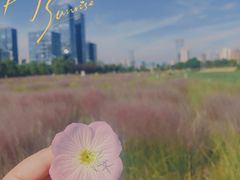 -映月湖中央公园