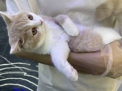 -小猫来了·猫舍(红山六九七九店)