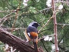 -阳台山自然风景区