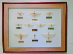 -上海昆虫博物馆