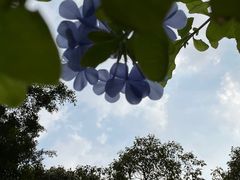 -东莞植物园