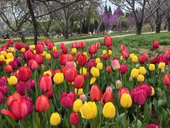 -石家庄市植物园