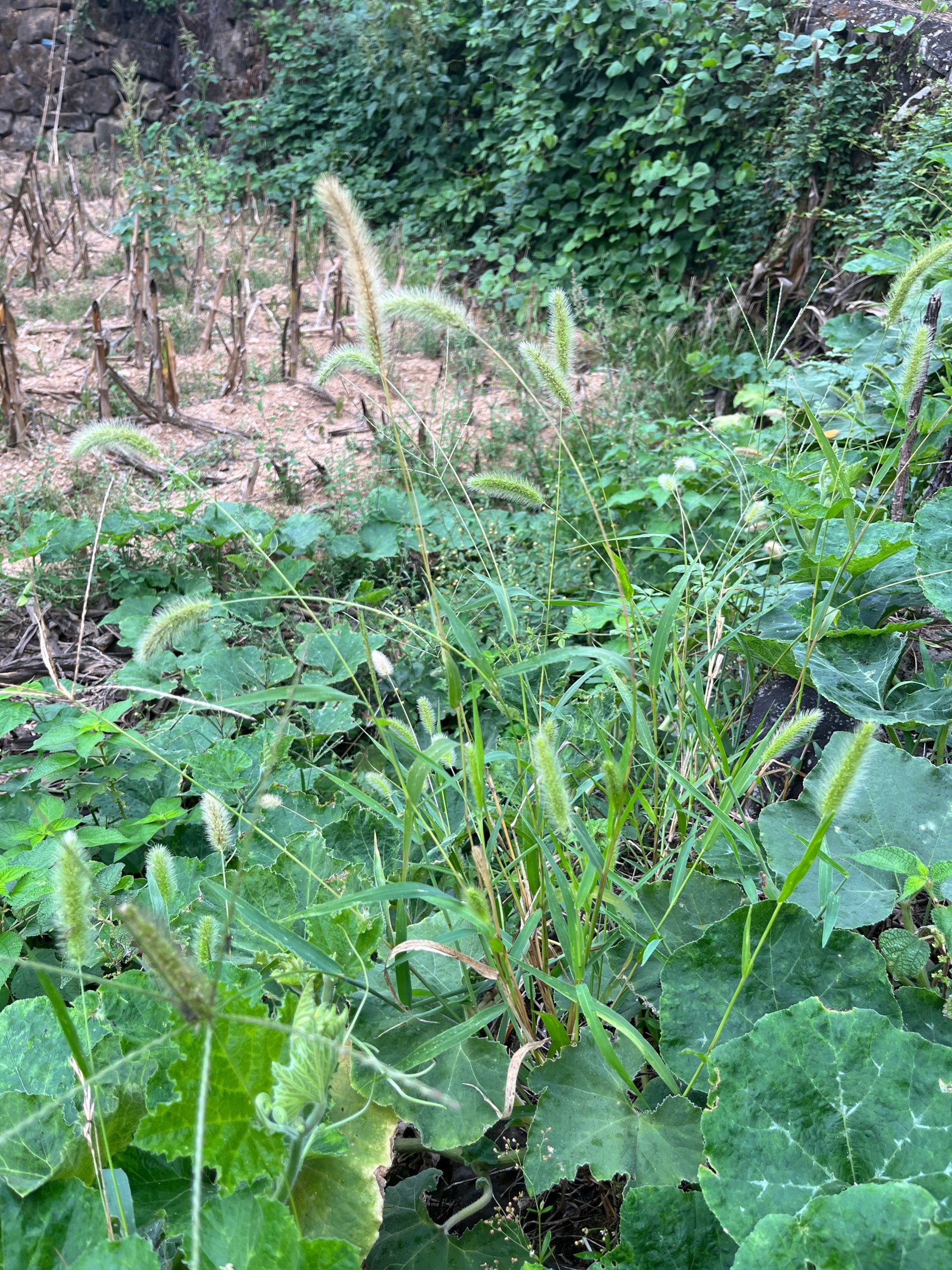 小时候农村遍地的狗尾草,不足为奇
长大后城市都是钢筋水泥
你有