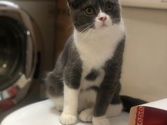 -袖虎·猫馆(体育西路店)