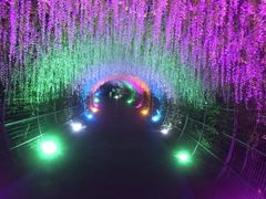 -大塘金香草谷