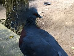 -清迈夜间动物园