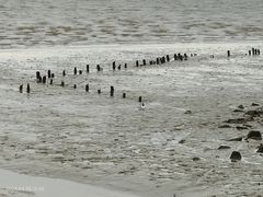 -深圳湾公园(南山区)
