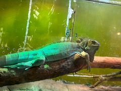 -上海大自然野生昆虫馆(东方明珠·爬宠昆虫探索中心)