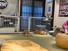 -逗柴咖啡屋·狗咖猫咖宠物桌游