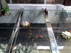 -大塘金香草谷