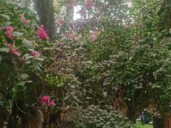 -呀路古热带植物园