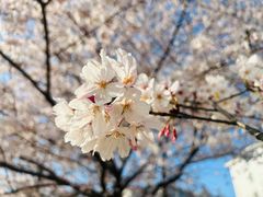 -高东镇樱花园