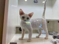 -十年猫舍·猫咪专门店(普陀店)