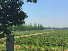 -上海长兴岛郊野公园