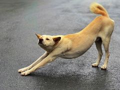 -东梓关景区村庄