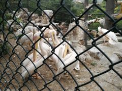 -石家庄市动物园