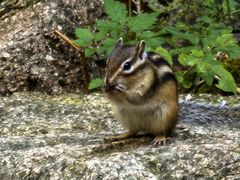 -黄椅山火山森林公园
