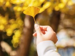 -陆家嘴中心绿地