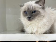 -喵的天空名猫咖啡馆·撸猫·猫舍·用品