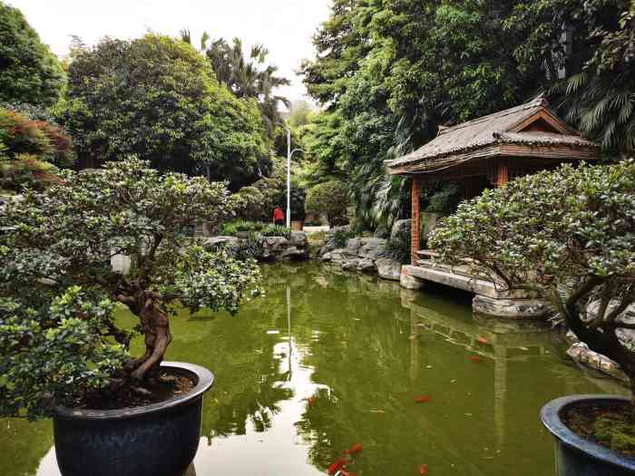 塔宝花园·泉水鸡-"南山做泉水鸡的老字号了,可是现在去吃,真.