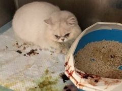 -菲尔斯特宠物医院