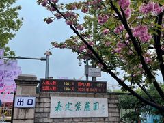 -嘉定紫藤园