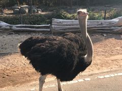 -清迈夜间动物园