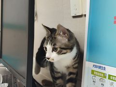 -安安宠医·臻爱宠物医院·宠保定点(营门口路分院)