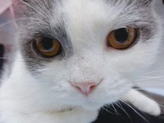 -创凡宠物医院·骨专科  猫科中心(西乡分院)