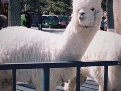 -北京野生动物园