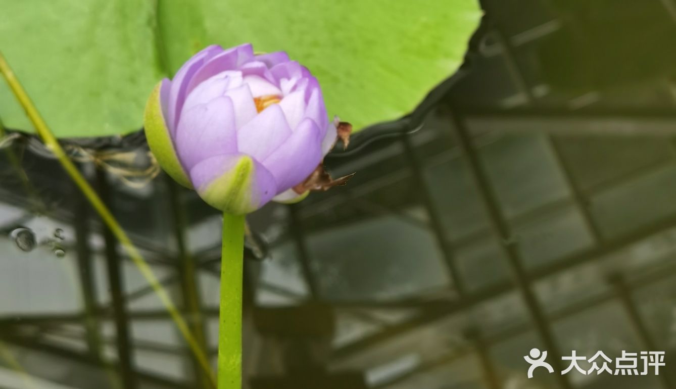 北京植物园的睡莲好美