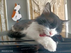 -平行世界·猫咖(首经贸店)