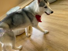 桃心-Husky Go! 哈士奇体验馆·宠物咖啡厅狗咖